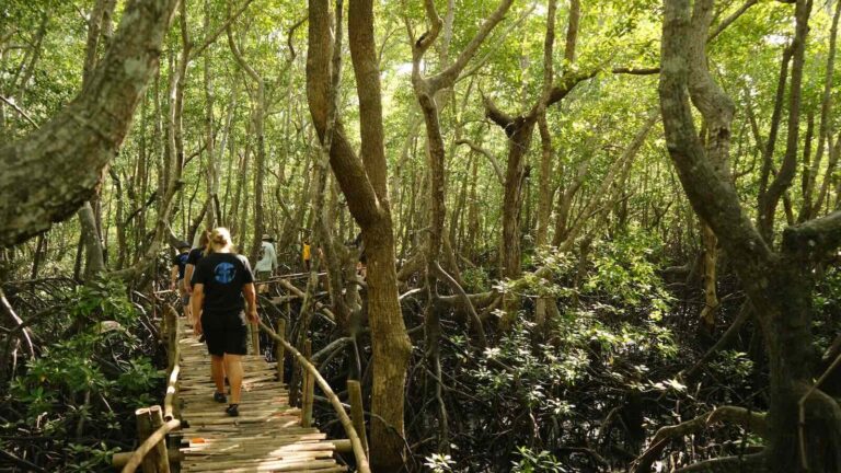 Volunteers walking on a wooden boardwalk through dense mangrove forest for conservation work