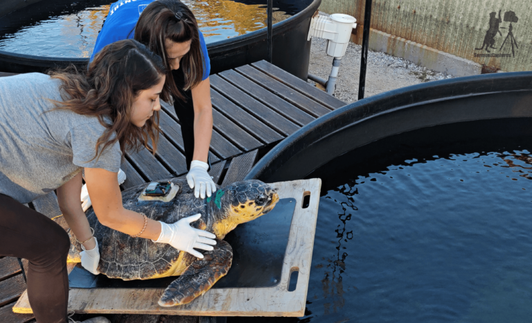 Two women wearing gloves guide a tagged sea turtle on a board beside a large water tank at a conservation facility.