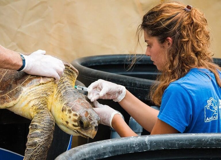 Volunteer in a blue shirt administering an injection to a sea turtle at a rescue center.