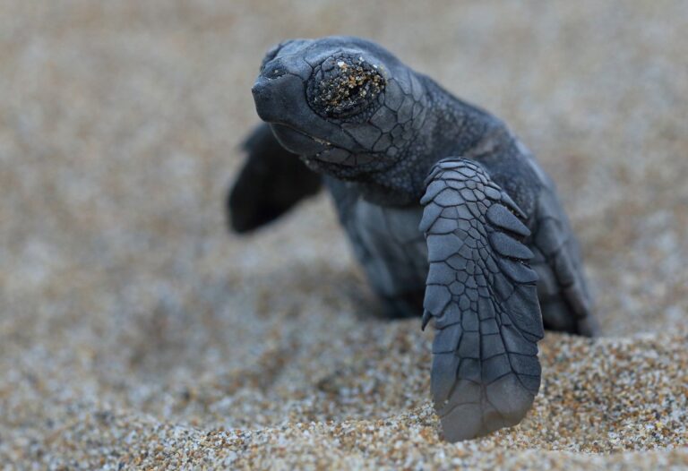 Baby sea turtle emerging from sandy beach, flippers and face covered in sand, beginning its journey to the sea