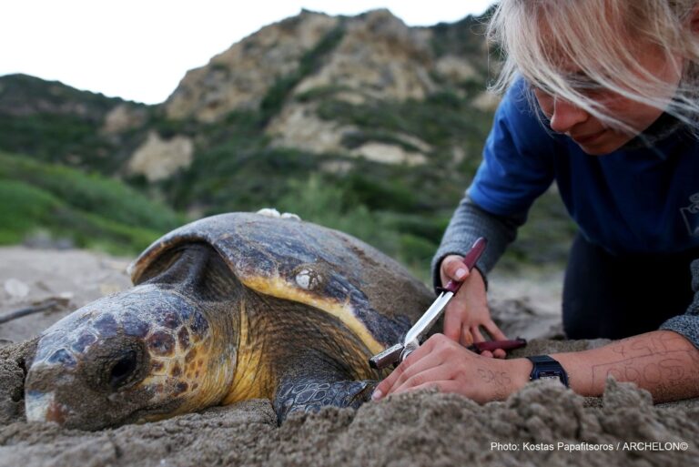 Volunteer tagging a loggerhead sea turtle’s flipper on a sandy beach with rocky hills in the background